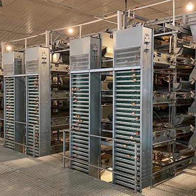 Comment fonctionne le dispositif de collecte d'œufs de ferme avicole