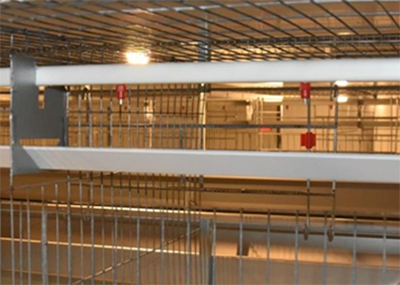 Comment empêcher les cages à batterie de rouiller dans les élevages de volailles