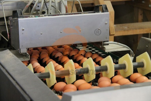 egg collection sorting package line (3)