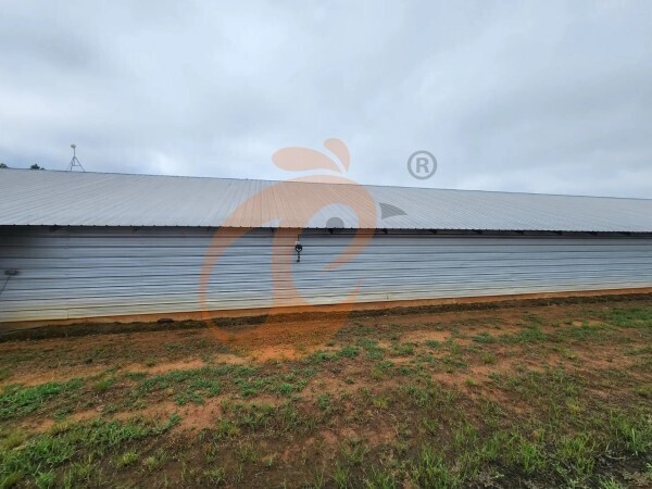 poultry farm (4)