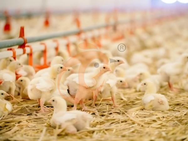 brooder deep litter system (9)