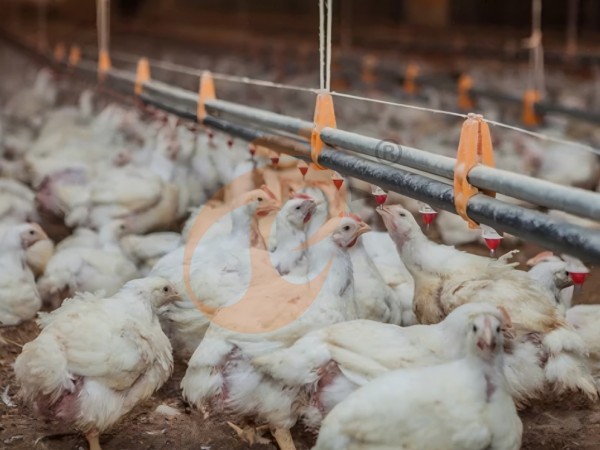 broiler poultry farm (9)(1)