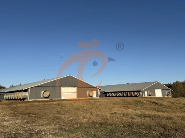 broiler poultry farm 3