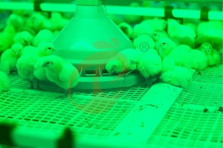 poultry house light (8) poultry house light (8)