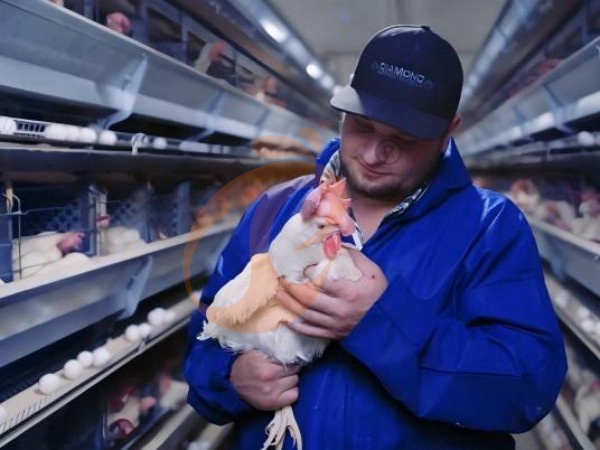 H A chicken battery cage for layers in poultry farm (39)