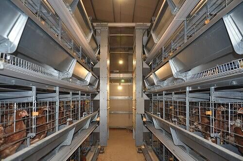 Our company finished 3 rows 4 tiers battery cage s