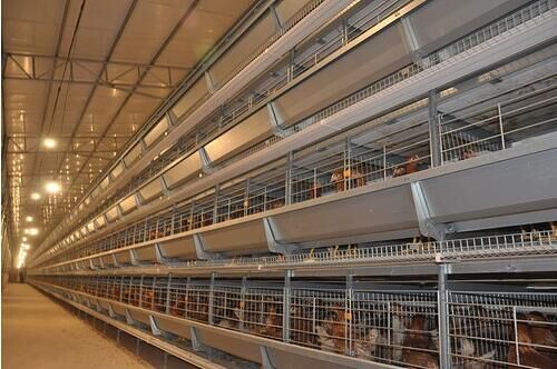 Our company finished 3 rows 4 tiers battery cage s