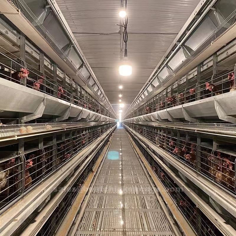 Detailed introduction of H frame layer cage system in poultry farm
