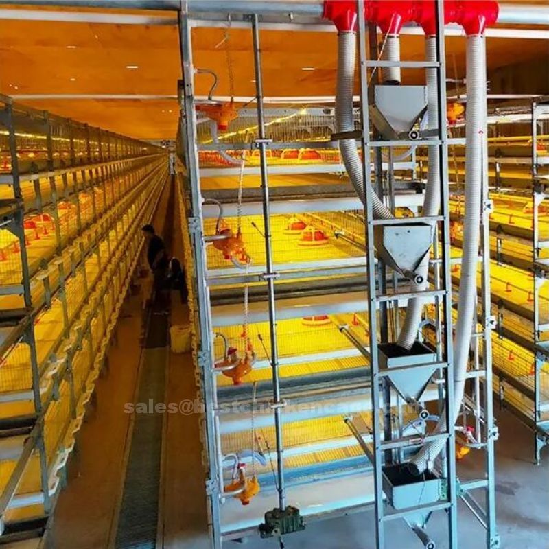 New style of benefits of automatic broiler chicken cage enabling early detection of any potential issues