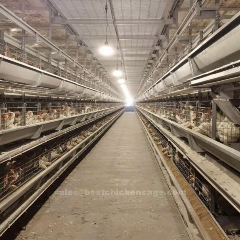 Latest design of a type h type chicken layer cage helps to keep them comfortable and productive