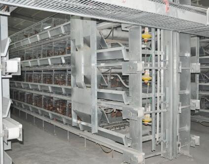 Os benefícios da avicultura oferecem uma oportunidade de negócio lucrativa para agricultores e empreendedores