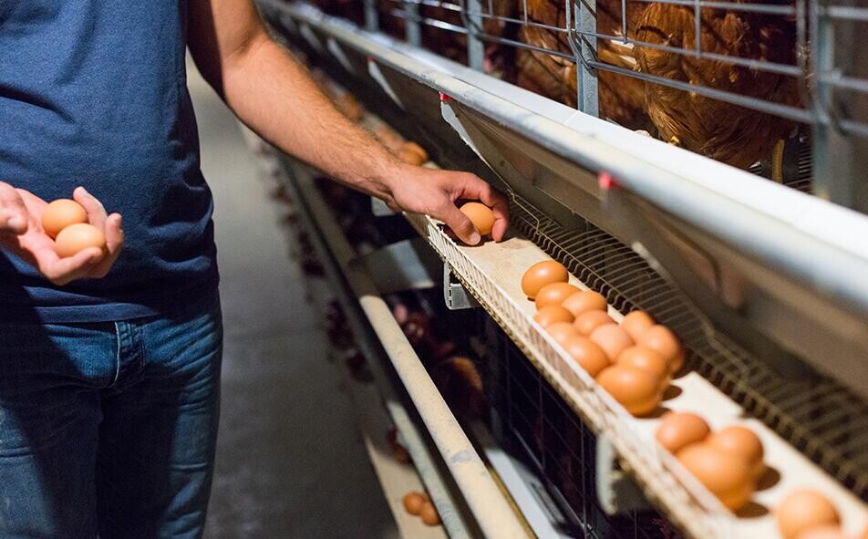 O alimentador automático de frango de panela feito localmente é um dispositivo que fornece comida aos frangos automaticamente