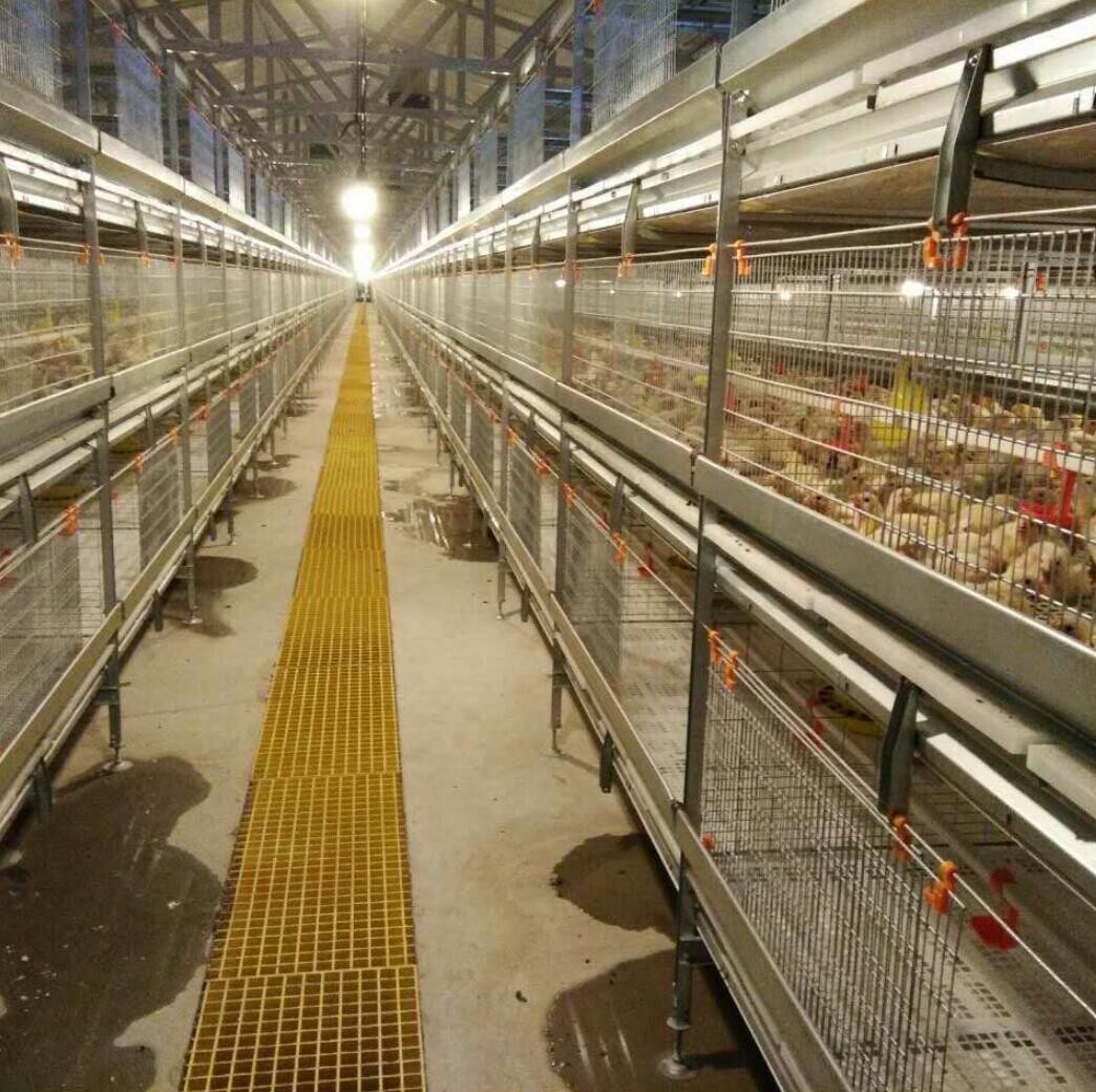 O que é uma gaiola de bateria para frangos de corte normalmente feita de aço ou outros materiais duráveis pode ajudar a reduzir os custos de mão de obra e melhorar a eficiência