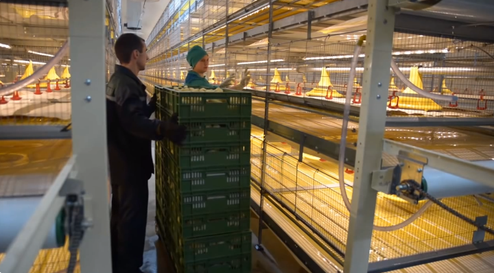 Sistema automático de gaiolas para frangos com sistemas de alimentação otimizados promove o crescimento saudável das aves e reduz as taxas de mortalidade