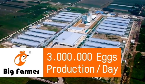 África do Sul 3.000.000 de Ovos Produzidos por Dia, Plano de Negócios Chave na Mão para Granja Avícola Moderna com Gestão por IA