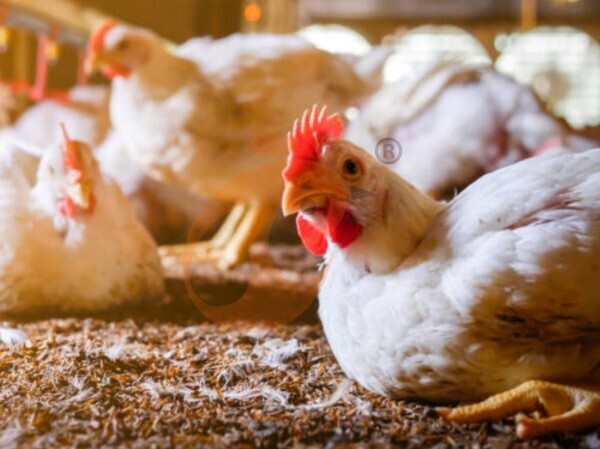 Preço e benefícios da gaiola para frango de corte | 5 dicas-chave para granjas de produção de carne