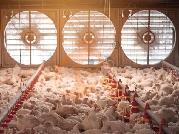 Sistema de ventilação e controle de temperatura para aves, soluções modernas de ventilação e controle de temperatura para aviários