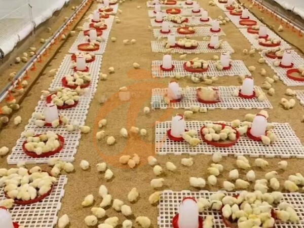 Sistema de chão ripado para criadeiras, solução inteligente e eficiente para a criação de pintos