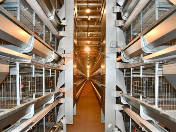 battery cage with poultry feed silo (2)