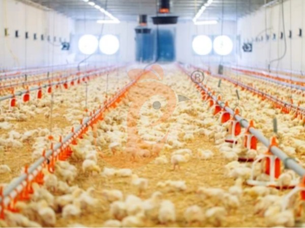 brooder deep litter system (1)