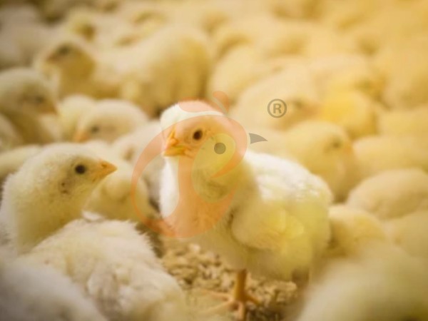 brooder deep litter system (3)