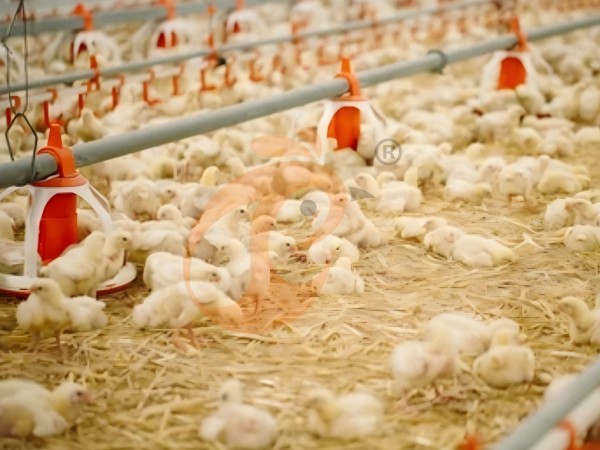 brooder deep litter system (6)