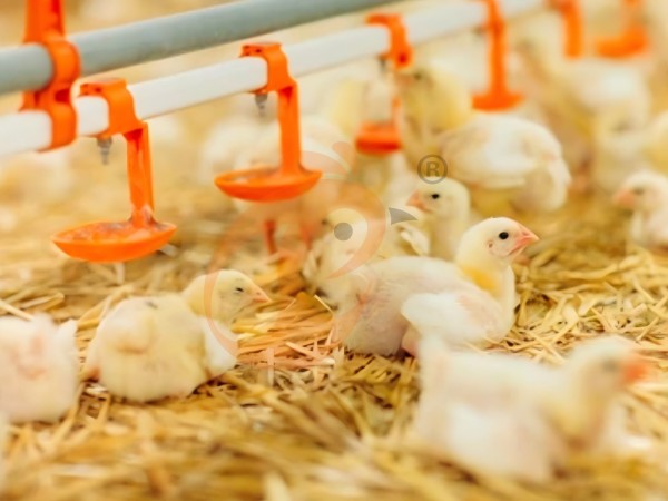 brooder deep litter system (7)