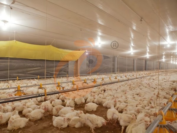 broiler poultry farm (8)(1)