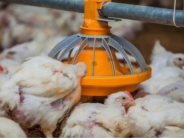 broiler poultry farm (11)(1)
