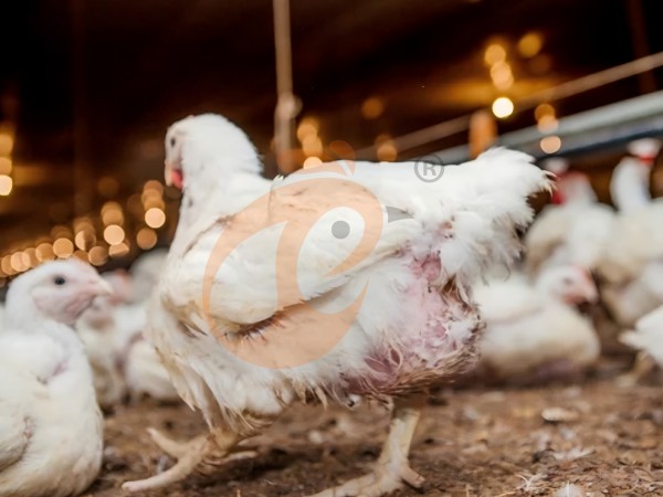broiler poultry farm (13)(1)