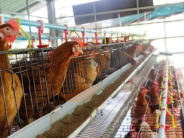 Quanto custa uma gaiola de bateria para 1.000/5.000/10.000 aves na Nigéria