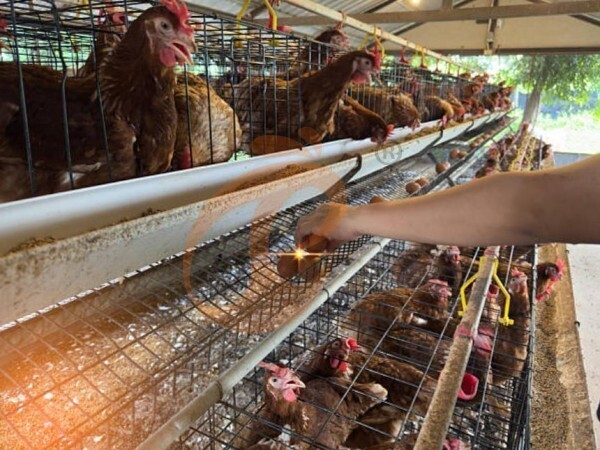 chicken battery cage poultry farm (8)