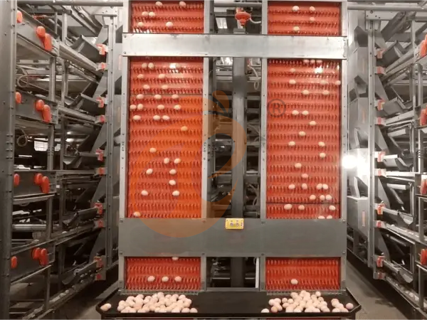 Qual É A Vida Útil Das Gaiolas Industriais Para Galinhas Poedeiras Tipo H Da Etiópia?