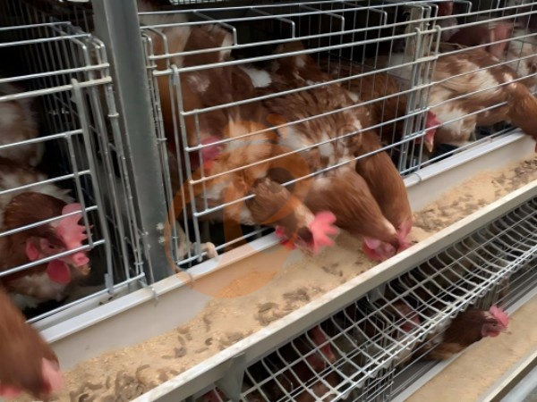 5 Métodos Comprovados Para Melhorar a Coleta de Ovos em Gaiolas de Frango Tipo H na Etiópia