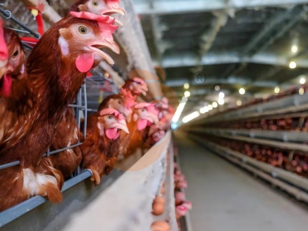 Como Controlar o Desperdício de Ração em Gaiolas Tipo A para Poedeiras na Etiópia? 4 Métodos de Economia de Custos