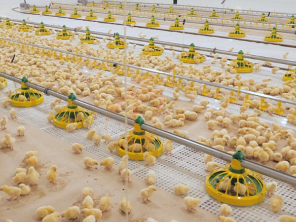 Projeto de Galpão de Criação de Aves no Piso | 5 Dicas Práticas de Layout