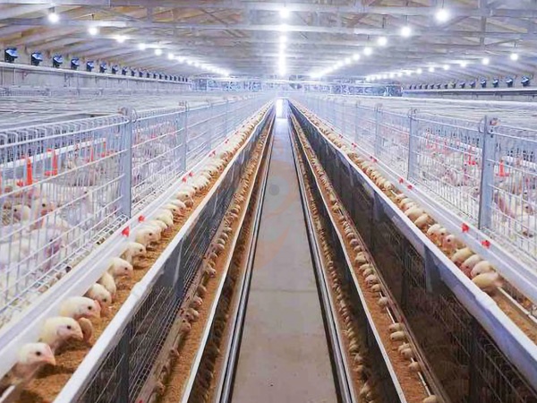 Como Usar Sistemas de Gaiolas para Frangos de Corte | 6 Etapas Práticas para Granjas Avícolas