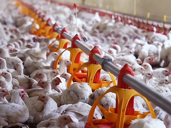 Custo da criação de aves em cama profunda | 5 dicas-chave de orçamento