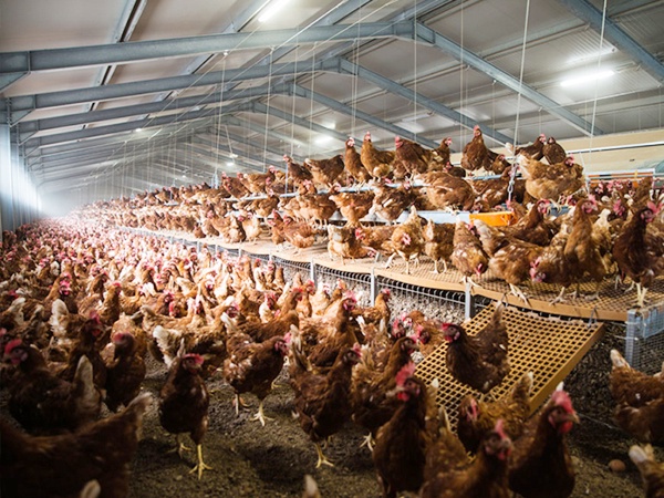 Lucro da criação de aves caipiras | 6 fatores-chave explicados