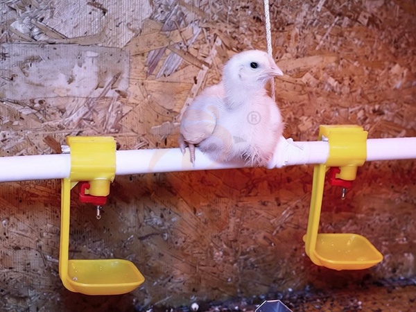 6 maneiras práticas de reduzir o desperdício de água com bebedouros nipple em granjas avícolas