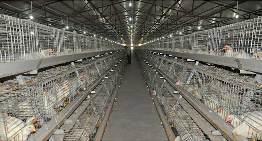 O que é o sistema de gaiolas para galinhas poedeiras de três andares para 96 aves oferece uma abordagem automatizada de ponta e eficiente em termos de espaço para operações de produção de ovos em larga escala