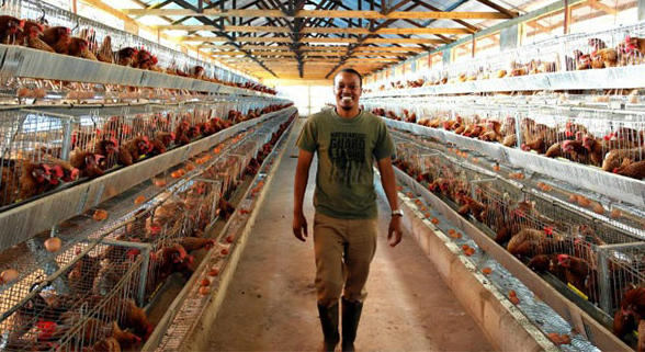 Existência de gaiolas em bateria na avicultura