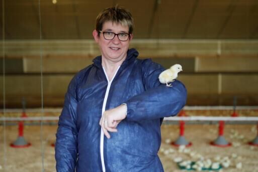 Introdução do sistema de gaiola H para frangas ou reprodutoras