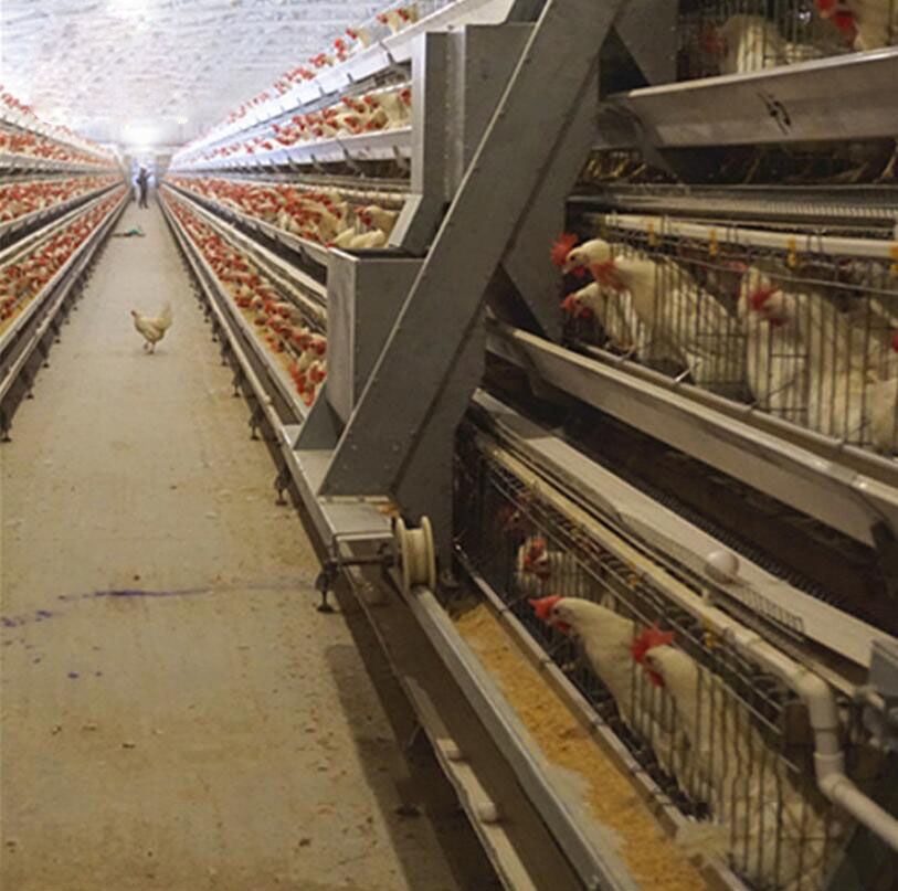 Instruções de operação e manutenção para máquina de alimentação tipo A em gaiolas de bateria