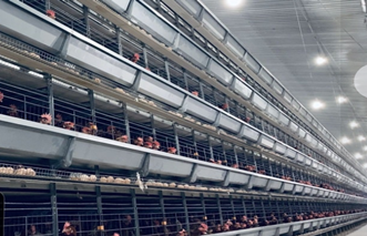 Como um sistema totalmente automático de gaiolas tipo A pode trazer maiores lucros no mercado da Nigéria