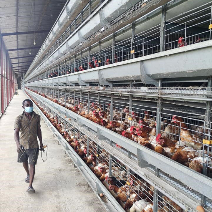Casos de projetos de fazendas de gaiolas automáticas para aves poedeiras tipo A e H na Nigéria