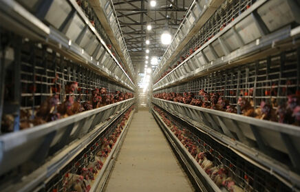 Como iniciar uma fazenda de galinhas poedeiras totalmente automática de 20.000 aves na Nigéria