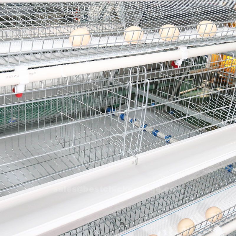 poultry farm2.jpg poultry farm2.jpg