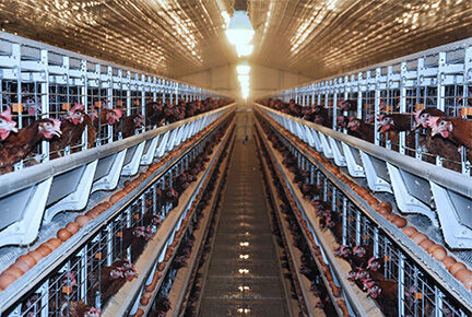 Our company finished 100,000 layer birds modern fa