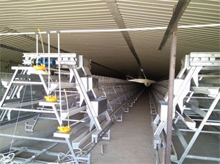 Our company finished breeder chicken cage project